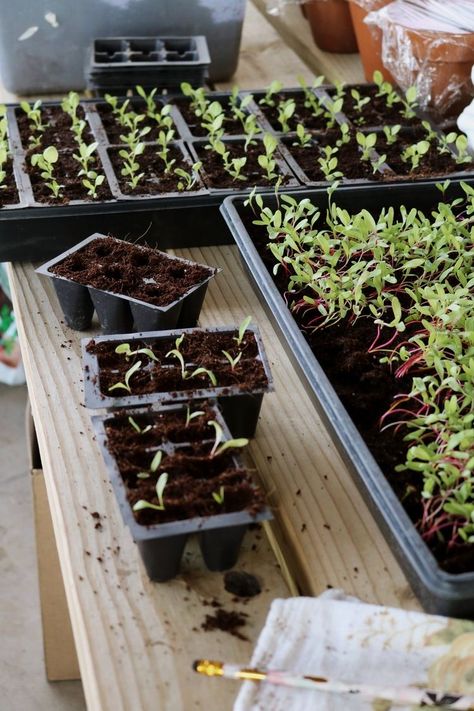 Leggy Seedlings, Seed Starting Indoors, When To Start Seeds Indoors, When To Transplant Seedlings, When To Start Seeds, Start Seeds Indoors, Seed Starting Soil, Seed Raising, Gardening Photography