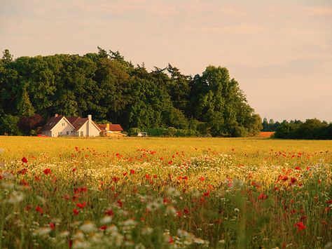 Cottage In A Field, House In A Field Aesthetic, A Field, House In Field, House In A Field, Flower Field Pc Wallpaper, Countryside Background, Flowers Countryside, Cottagecore Landscape