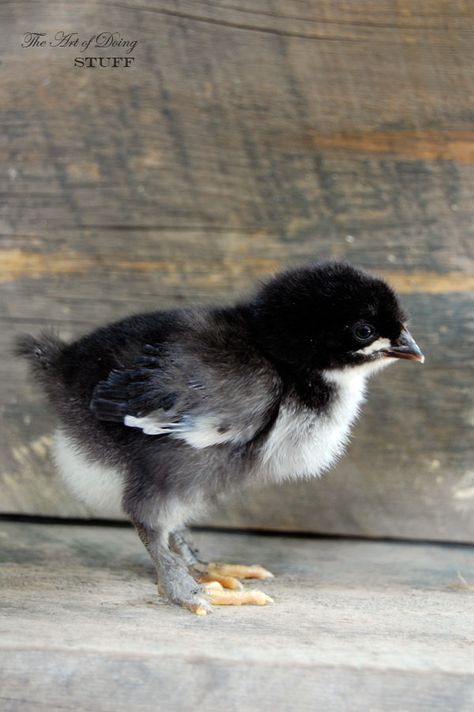 Introducing my Black Copper Marans chicks! via @artofdoingstuff Maran Chickens, Black Copper Marans, Cute Chicken Coops, Raising Chicks, Black Chicks, Black Chickens, Cute Chickens, Chicken Humor, Chicken Breeds