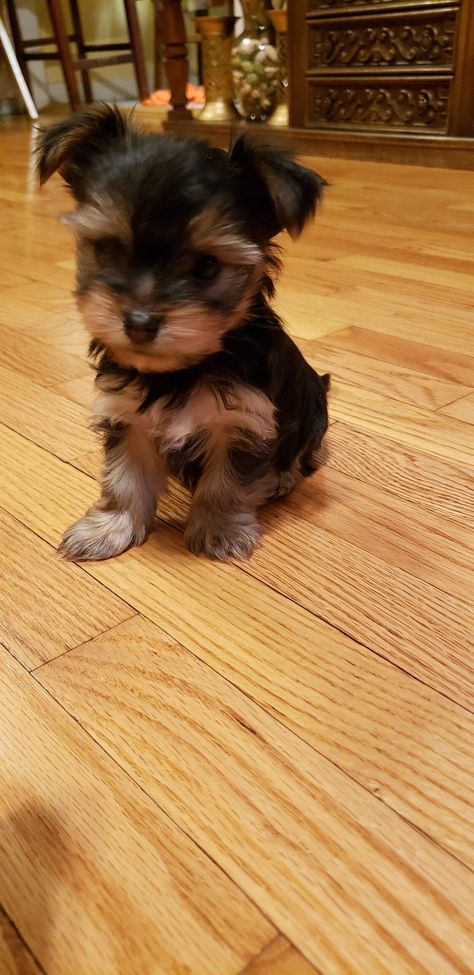 Male Yorkie For Sale Male Yorkie, Yorkie For Sale, Yorkie Puppies For Sale, Yorkies For Sale, Puppies For Sale Near Me, Yorkie Puppy For Sale, Yorkie Puppies, Yorkshire Terrier Puppies, Terrier Puppies