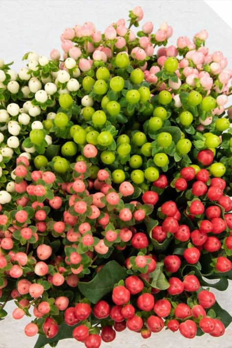 Hypericum -
Hypericum Berry -
Availability: Year Round -
Colo: Many Hypericum Berry, Floral Design Classes, Hawaii Flowers, Flower Identification, Hypericum Berries, April Flowers, Gum Paste Flowers, Flower Farmer, Wedding Palette