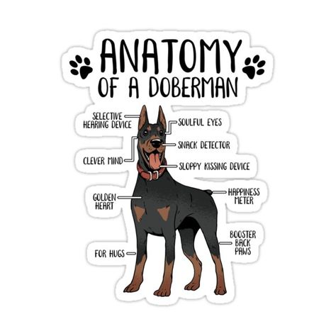 Doberman Pinscher Funny, Doberman Breed, Funny Doberman, Anatomy Design, Doberman Love, Doberman Dog, Animal Humour, Doberman Pinscher Dog, Dog Business