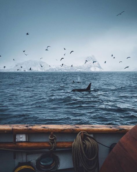 Photographic Life on Instagram: “When out at sea in Tromsø. 📸 @theolator” In The Ocean, The Ocean, Birds, Water