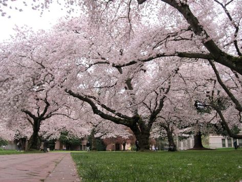 Prunus X Yedoensis, Prunus Yedoensis, Yoshino Cherry Tree, Holly Shrub, Cherry Plant, Cherry Leaf, Flowering Cherry Tree, Tree Background, Driveway Landscaping