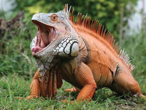 Iguana ~ 7 of the World’s Most Dangerous Lizards and Turtles | Britannica.com Dangerous Fish, Green Iguana, Cute Reptiles, Dangerous Animals, Komodo, Crocodiles, Reptiles And Amphibians, Weird Animals, Animals Of The World