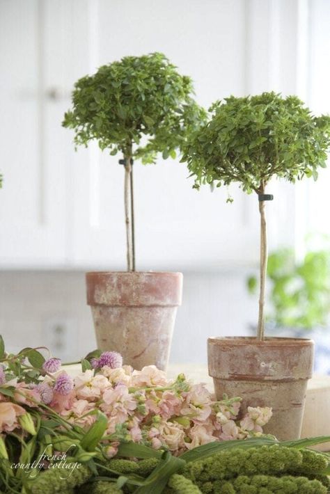 Friday Favorites- 24 Charming Topiaries - French Country Cottage Topiary In Pots, Herb Topiary, Potted Basil, Cottage Weekend, California Countryside, Farmhouse Lifestyle, Spanish Lavender, Terra Cotta Clay Pots, Topiary Plants