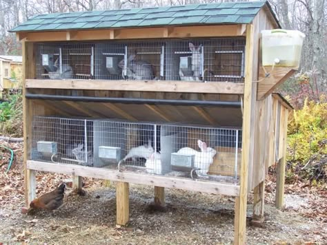 Rabbit Hutch Rabbits For Meat, Rabbit Farming, Rabbit Hutch Plans, Raising Rabbits For Meat, Diy Rabbit Hutch, Outdoor Rabbit Hutch, Rabbit Farm, Meat Rabbits, Bunny Hutch