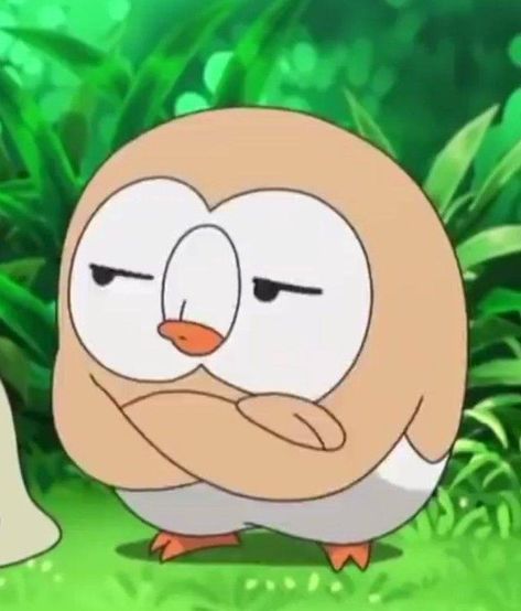 Rowlet Meme, Rowlett Pokemon, Pokemon Rowlet, Pokemon Cute, Zoroark Pokemon, Pokemon Faces, Pokemon Starters, Oc Pokemon, Pokemon Alola