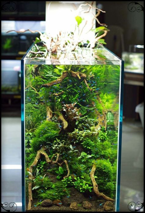 Dream Aquarium, Fishing Pond, Aquarium Garden, Wall Aquarium, Aquatic Pets, Amazing Aquariums, Fish Bowls, Aquascape Design, Tropical Fish Aquarium