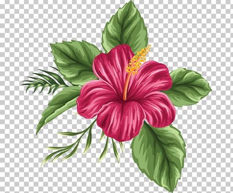 Hawaiian Flower Drawing, Hibiscus Clip Art, Chinese Hibiscus, Hibiscus Flower Drawing, Rosa China, Flower Bouquet Png, Flor Tattoo, Paint Tutorials, Sunset Canvas Painting