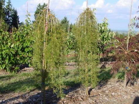 Weeping Pea Shrub (Caragana arborescens) Caragana Tree, Caragana Arborescens, Small Yellow Flowers, Food Forest, Ornamental Plants, Small Gardens, Yellow Flowers, Garden Landscaping, Peas