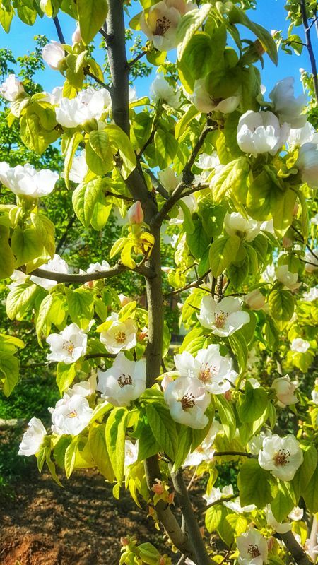 Quince Throne, Quince Plant, Quince Tree, Quince Fruit, Tree Flowers, Herbal Plants, Cottage Life, Food Forest, Light Of Life