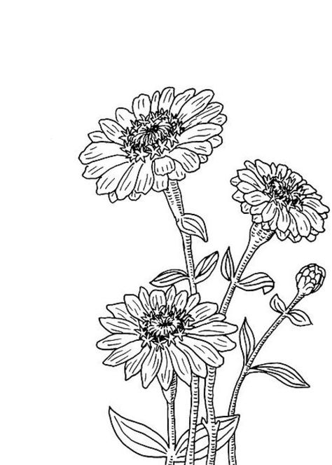 Zinnia Tattoo, White Zinnia, Plant Clip Art, Plant Clips, Cute Little Tattoos, Sunflower Tattoo, Little Tattoos, Botanical Drawings, Plant Illustration