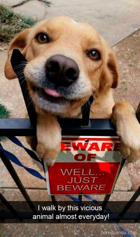 Hilarious-Dogs-Snapchats Hilarious Dogs, Dog Snapchats, Beware Of Dog, Funny Dog Pictures, Puppy Care, Funny Animal Memes, Funny Animal Pictures, Dog Memes, Training Your Dog