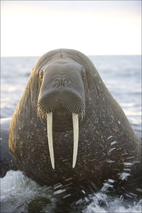 The walrus (Odobenus rosmarus) is a large flippered marine mammal with   prominent tusks, whiskers, and bulkiness. Adult males in the Pacific can weigh more than 3,700 lb and, among pinnipeds, are exceeded in size only by the two species of elephant seals. Walruses live mostly in shallow waters above the continental shelves, spending significant amounts of their lives on the sea ice looking for benthic bivalve mollusks to eat. Mammals Activities, Elephant Seals, Sea Mammal, Elephant Seal, Sea Ice, Aquatic Animals, Marine Mammals, Sea Lion, Marine Animals