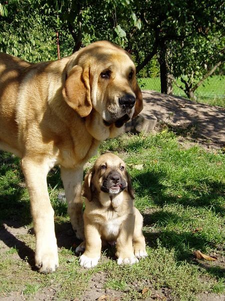 #Spanish #mastiff family Spanish Mastiff, Animal Families, Mastiff Breeds, Livestock Guardian Dog, Mastiff Puppies, Love Pinterest, Mastiff Dogs, Dog Training Videos, Love My Dog