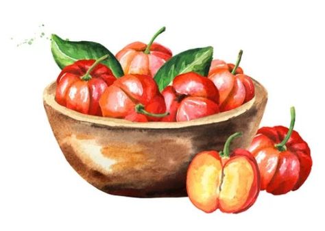 Fruits Watercolor, Barbados Cherry, Hand Drawn Illustration, Drawn Illustration, Tutti Frutti, Barbados, Adobe Stock, Serving Bowls, Stock Illustration