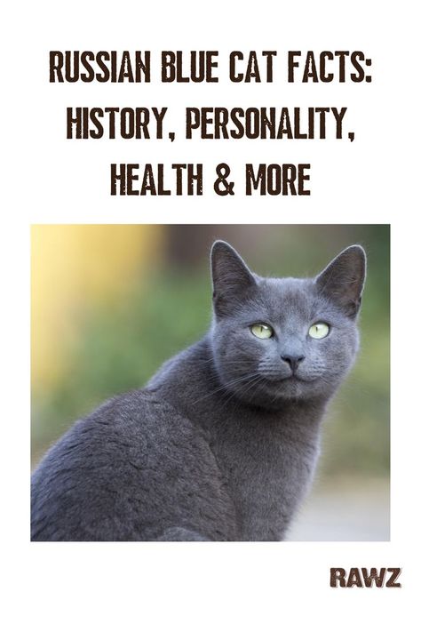 Russian Blue Cat Personality, Blue Russian Cat, British Blue Cat, Russian Cat, Korat, Russian Blue Cat, Blue Cat, Cat Facts, British Shorthair