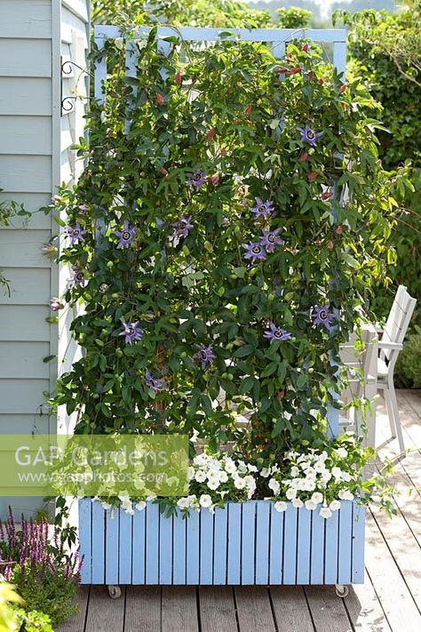 Passion Flower used as a screen in mobile plant pot. Passiflora 'Atropurpurea' left and 'Betty Miles Young' underplanted with Petunia Screening Plants In Pots, How To Train A Passionfruit Vine, Privacy Plants In Pots, Deck Plants, Passion Fruit Plant, Vertical Trellis, Teepee Trellis, Vegetable Trellis, Tomato Trellis