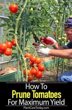 Did you know you'll get more tomatoes with PRUNING. Learn how to prune tomato plants for maximum yield, get more tomatoes, larger fruit, fruit that actually ripens quicker. We share [PRUNING DETAILS] How To Prune Tomatoes, Prune Tomato Plants, Pruning Tomatoes, Pruning Tomato Plants, Kebun Herbal, Tomato Pruning, Gemüseanbau In Kübeln, Tomato Growing, Growing Tomato Plants