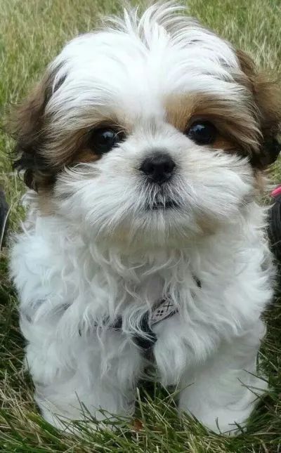 Perro Shih Tzu, Chien Shih Tzu, Shitzu Dogs, Shitzu Puppies, Shih Tzu Puppies, Rare Dogs, Very Cute Puppies, Really Cute Dogs