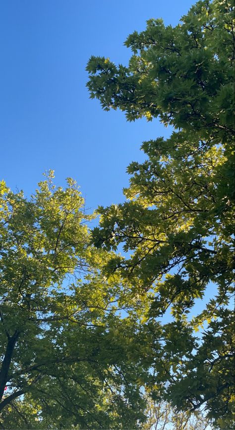 Natural Asthetic Picture, Tree Asthetic Picture, Sky And Trees Aesthetic, Landscape Instagram Story, Fake Pictures For Instagram Story, Sky With Trees, Tree Snap, Feet Remedies, Academic Growth