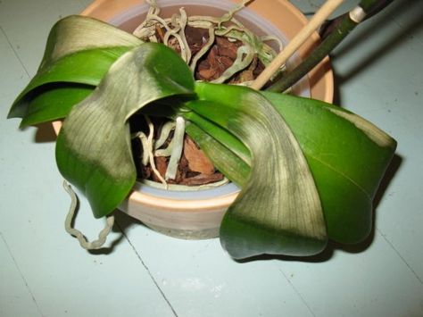 This orchid had suffered from sitting the the sun. Keep you plant in a bright but shaded area. Looking After Orchids, Repotting Orchids, Orchid Fertilizer, Care For Orchids, Orchid Roots, Moth Orchid, Orchid Care, Phalaenopsis Orchid, Orchid Plants