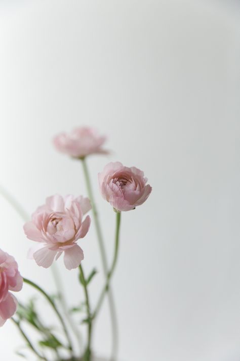 Pink ranunculus flowers| photography & styling by Joske Simmelink Pink Ranunculus, Ranunculus Flowers, Pink Photography, Visual Story, Minimal Photography, Flowery Wallpaper, Symbol Of Love, Flowers Bouquet Gift, Minimalist Flowers