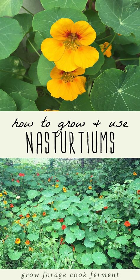 Nasturtiums are a plant that every gardener should consider growing. Besides their beauty, nasturtiums are also edible, medicinal, and are great for companion planting in your garden. Learn everything you need to know about how to grow nasturtiums, and how to use them in the kitchen, and in your herbalism practice. #herbalism #gardening Medicinal Gardening, Herbs Garden, Organic Vegetable Garden, Have Inspiration, Edible Plants, Organic Vegetables, Companion Planting, Veggie Garden, Edible Garden