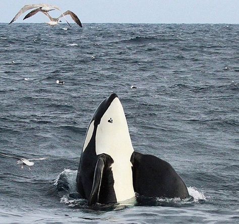 Keiko Orca, Sea Mammal, Orca Whale, Bottlenose Dolphin, Orca Whales, Killer Whale, Marine Mammals, Sea Lion, Killer Whales