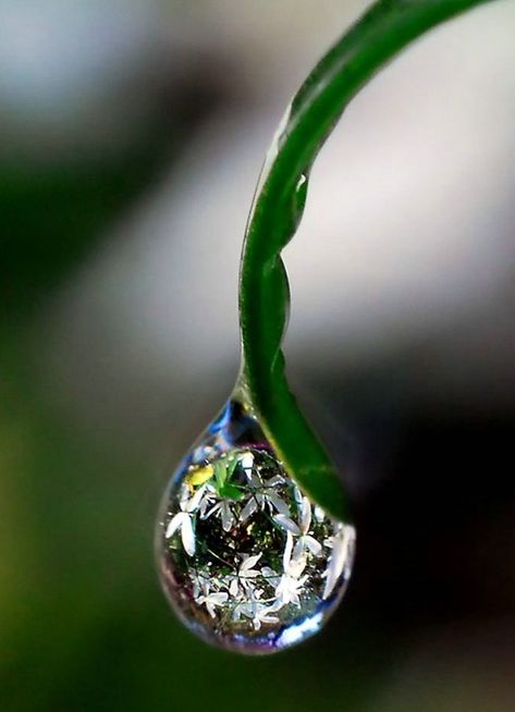 "life is like a dew drop on a blade of grass"seen in the morning. When the sun shines the dew drop disappears.                                                                                             Buddha.     True,,,,,,,,Let us be  encouraged  to contemplate in the impermanence of life. A Drop Of Water, Drop Of Water, Foto Tips, Airbrush Art, Water Art, Dew Drops, Water Droplets, Jolie Photo, Clematis