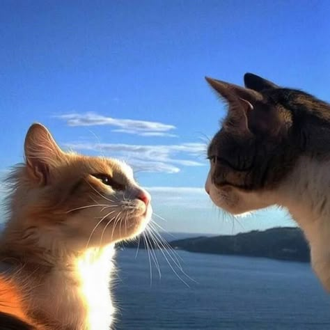 Söt Katt, Silly Cats Pictures, Two Cats, Silly Animals, Cat Aesthetic, Funny Cute Cats, Silly Cats, Pretty Cats, Cute Little Animals