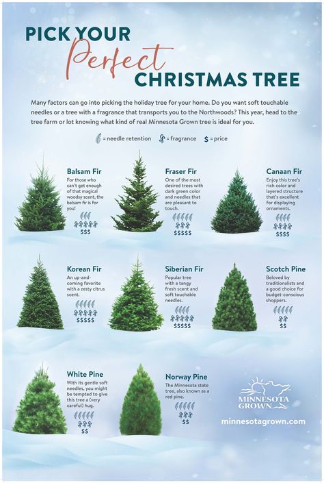 Minnesota Grown - Balsam Fir, Fraser Fir, White Pine???... Christmas Tree Varieties, Balsam Fir Tree, Fraser Fir, Balsam Fir, Autumn 2024, Fir Tree, Tree Farm, Evergreen Shrubs, Green A