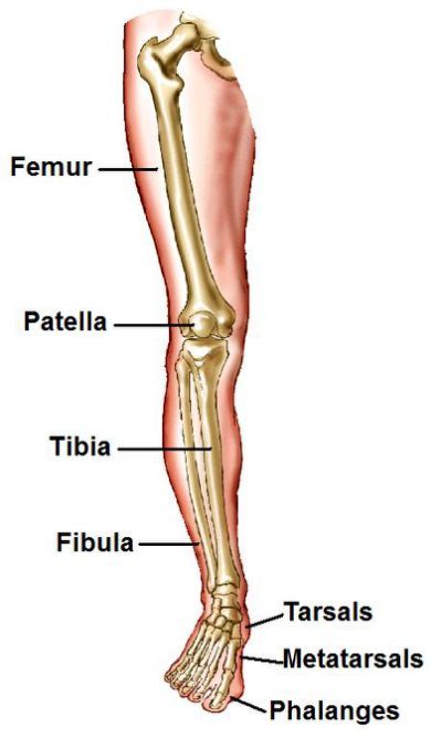 Platypus Leg Bones Diagram Human Skeletal System, Human Skeleton Anatomy, Leg Anatomy, Motion Energy, Body Bones, Anatomy Bones, Leg Bones, Basic Anatomy And Physiology, Bone Structure