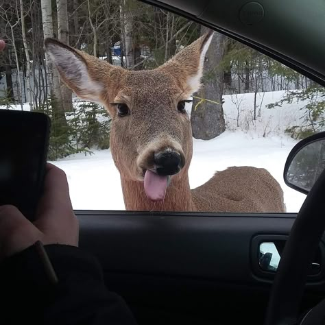 This deer. Funny Deer, Deer Photos, Funny Animal Photos, Cute Animals Images, Wildlife Photos, Animal Photos, A Deer, Silly Animals, Animal Friends