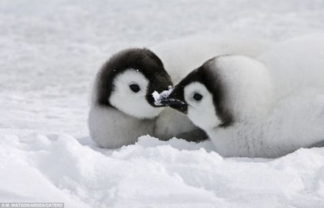 Is that a P-P-P-Peck? A pair of adorable Emperor Penguin chicks cosy up on the snowy Antarctic tundra Emperor Penguin Chick, Romantic Animals, Two Penguins, Animals Kissing, Emperor Penguins, Emperor Penguin, Penguin Love, Animal Valentine, Baby Penguins