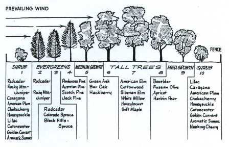 windbreak trees nebraska | Figure 1: Cross Section of a Typical ... Windbreak Trees, Acreage Landscaping, Small Waterfalls, Food Forest Garden, Birds Chirping, Wind Break, Farm Layout, Permaculture Design, Permaculture Gardening