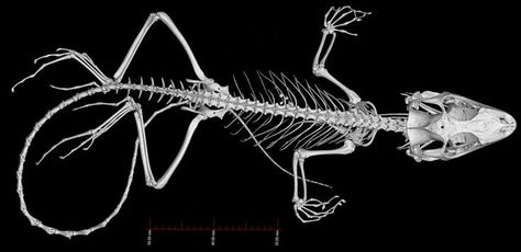 Anolis – Now in 3D! | Anole Annals | Bones | Pinterest | Lizards ... Small Animal Skeleton, Reptile Anatomy, Lizard Skeleton, Wood Ants, Human Skeleton Anatomy, Skeleton Anatomy, Small Creatures, Animal Skeletons, Vulture Culture