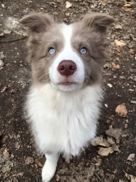 Lilac And White Border Collie, Border Collie Lilac, Border Collie Colors, White Border Collie, Paradise Falls, Border Collie Puppies, Lilac White, Collie Puppies, Herding Dogs