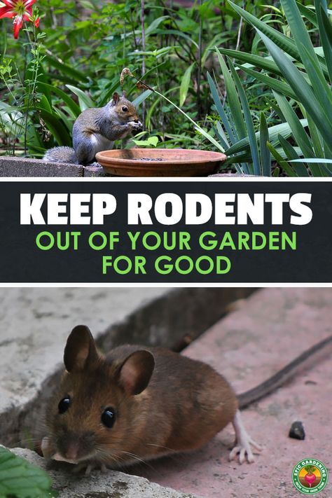 Getting Rid Of Rats, Rodent Repellent, Lawn Pests, Getting Rid Of Mice, Garden Insects, Garden Pest Control, Garden Pests, Veggie Garden, Rodents