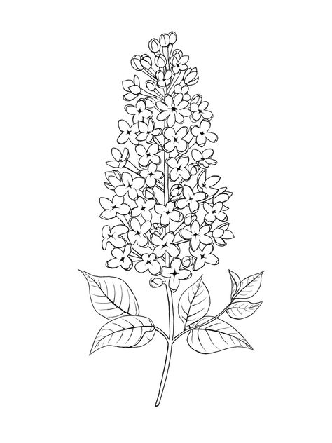 Lilac Illustration Simple, Lilacs Drawing, Lilac Sketch, Simple Lilac Drawing, Lilac Drawing, Linework Flowers, Filler Tattoos, Lilac Tattoo, Yule Gift