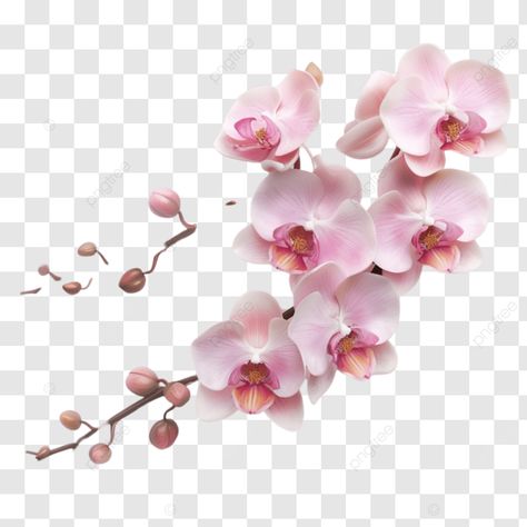 exquisite pink orchid blooms on twig pink orchid blossoming orchid branch orchid flowers png Flowers Branch, Png Flowers, Flowers Png, Orchid Flowers, Transparent Image, Pink Orchids, Orchid Flower, Png Transparent, Orchids