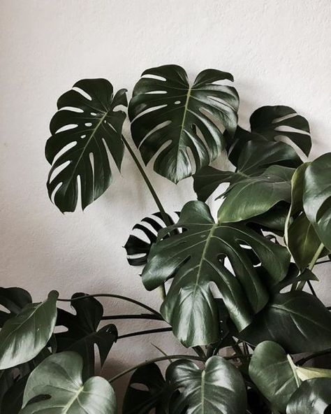 10 Chill Indoor Plants for Minimalist Homes Plante Monstera, Photowall Ideas, Tanaman Indoor, نباتات منزلية, Swiss Cheese Plant, Plants Are Friends, Cheese Plant, Jade Plants, Plant Wallpaper