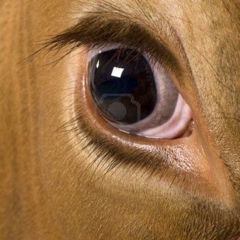 Cow Eyes, Eye Close Up, Holstein Cows, Wild Eyes, Look Into My Eyes, Eye Photography, Human Eye, Cow Art, Eye Art