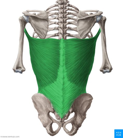 Latissimus dorsi muscle (Musculus latissimus dorsi) Anatomy Pictures, Body Muscle Anatomy, Torso Anatomy, Shoulder Anatomy, Human Muscle Anatomy, Face Anatomy, Latissimus Dorsi, Yoga Anatomy, Yoga Beginners