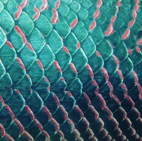 layered, overlapping Aesthetic Chart, Fish Scale Pattern, Scale Art, Mermaid Aesthetic, Dragon Scale, Fish Scale, Halloween 2018, Mermaid Scales, Fish Scales