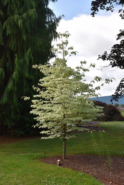 Summer Fun Chinese Dogwood (Cornus kousa 'Summer Fun') in Grand Rapids Wyoming Byron Center Caledonia East Michigan MI at Everett's Gardens Kousa Dogwood, Cornus Kousa, Conifers Garden, Parker Colorado, Backyard Trees, Tree Plan, Dogwood Trees, Full Size Photo, How To Attract Birds