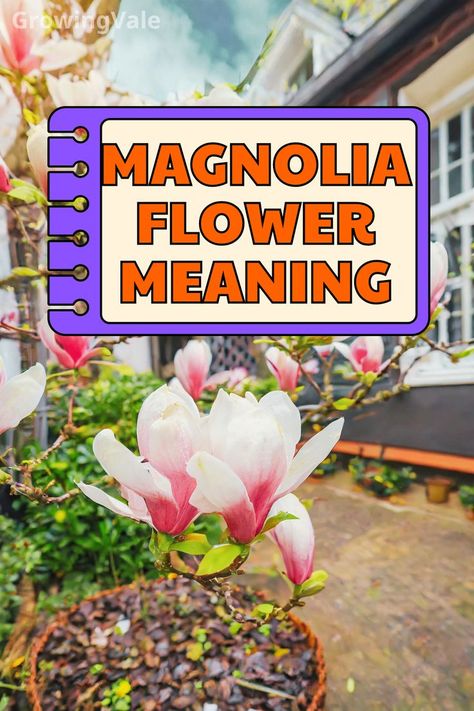 Magnolia Flower Meaning Magnolia Tree, Magnolia Flowers, Flower Meanings, Iconic Symbols, White Magnolia, Magnolia Trees, Magnolia Flower, Flowering Plants, New Perspective