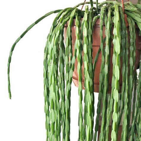 Rhipsalis Paradoxa, Mother Of Thousands Plant, Air Plants Decor, Plant Goals, Plant Aesthetic, Plant Cuttings, Indoor Gardening, Unique Plants, Plant Mom