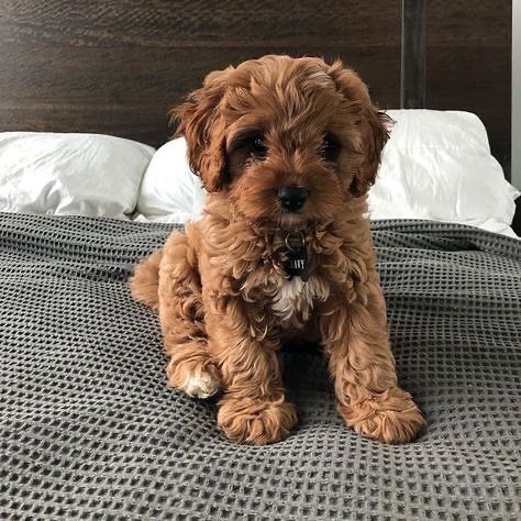 Cavapoo Puppies, Old Money, Puppies, Money, Dogs, Animals